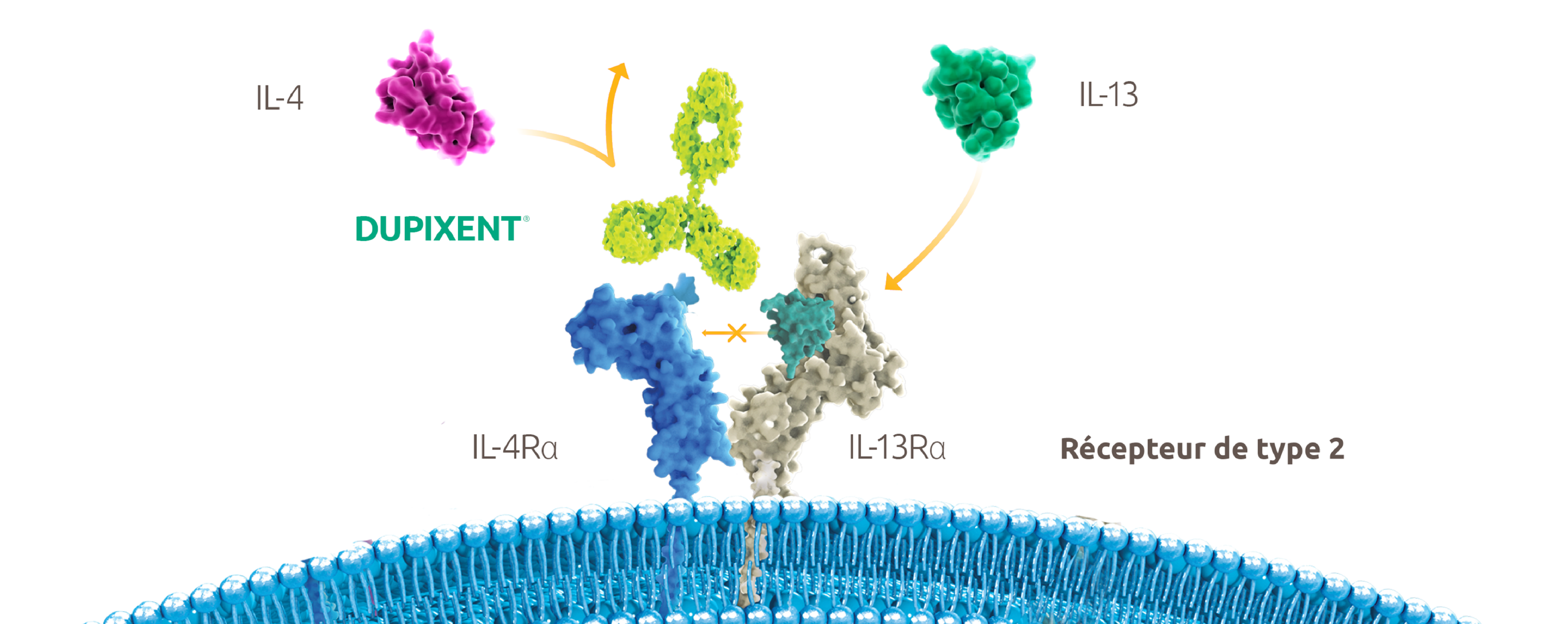 Image montrant le mode d’action de DUPIXENT. L’image présente un récepteur de type 2 avec sous-unités IL-4R et IL-13R. Au-dessus du récepteur se trouvent l’anticorps monoclonal DUPIXENT, l’IL-4 et l’IL 13. DUPIXENT inhibe la signalisation de l’IL-4 et de l’IL-13 en se liant à la sous-unité IL-4R commune aux complexes-récepteurs de l’IL-4 et de l’IL 13.