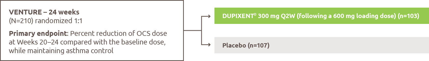 Showing the study design of VENTURE, a 24-week study. 210 patients were randomized in a one-to-one ratio. 103 patients received DUPIXENT 300 mg every two weeks, following a 600 mg loading dose. 107 patients received placebo. The primary endpoint was the percent reduction of oral corticosteroid dose at Weeks 20 to 24 compared with the baseline dose, while maintaining asthma control.
