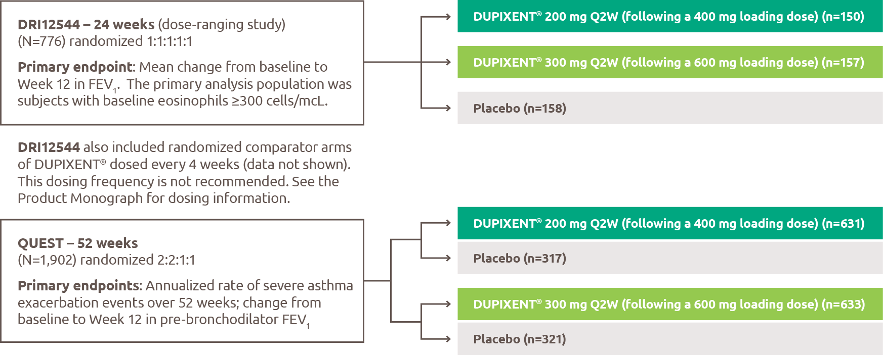 Showing the study designs of DRI12544 and QUEST. DRI12544 was a 24-week, dose-ranging study. 776 patients were randomized in a one-to-one-to-one-to-one-to-one ratio. 150 patients received DUPIXENT 200 mg every two weeks, following a 400 mg loading dose. 157 patients received DUPIXENT 300 mg every two weeks, following a 600 mg loading dose. 158 patients received placebo. The primary endpoint was the mean change from baseline to Week 12 in FEV1. The primary analysis population was subjects with baseline eosinophils greater than or equal to 300 cells per microlitre. DRI12544 also included randomized comparator arms of DUPIXENT dosed every 4 weeks (data not shown). This dosing frequency is not recommended. See the Product Monograph for dosing information. QUEST was a 52-week study. 1,902 patients were randomized in a two-to-two-to-one-to-one ratio. 631 patients received DUPIXENT 200 mg every two weeks, following a 400 mg loading dose. 633 patients received DUPIXENT 300 mg every two weeks, following a 600 mg loading dose. 321 patients received placebo. The primary endpoints were the annualized rate of severe asthma exacerbation events over 52 weeks, and the change from baseline to Week 12 in pre-bronchodilator FEV.