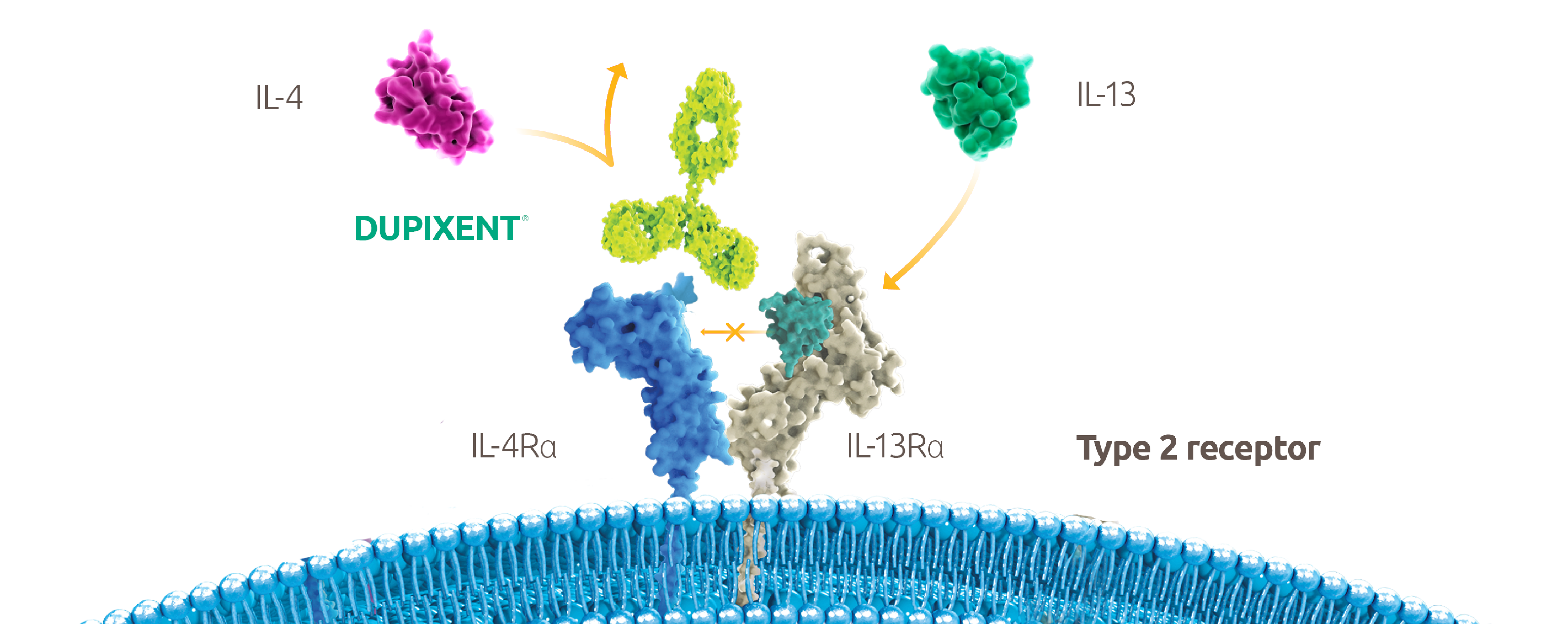 Showing the mechanism of action of DUPIXENT. The image shows a type 2 receptor with IL-4Ra and IL-13Ra subunits. Above the receptor is the DUPIXENT monoclonal antibody, IL-4 and IL-13. DUPIXENT inhibits IL-4 and IL-13 signalling by binding to the IL-4Ra subunit shared by the IL-4 and IL-13 receptor complexes.