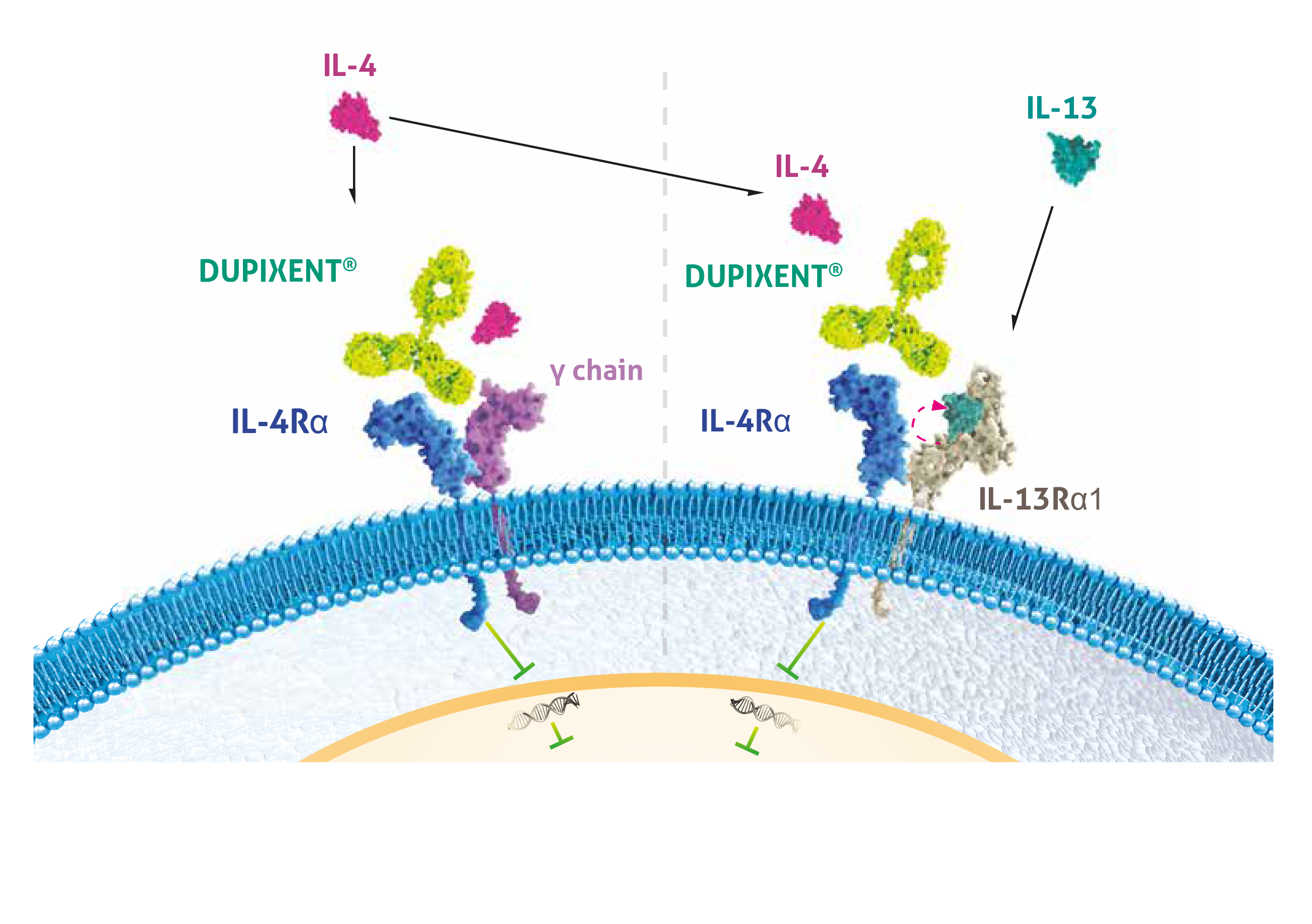 Showing the mechanism of action of DUPIXENT. The image shows a type 1 receptor with IL-4R and γc subunits and a type 2 receptor with IL-4R and IL-13R subunits. Above the receptors is the DUPIXENT monoclonal antibody. IL-4 appears above both receptor types, and IL-13 appears above the type 2 receptor. DUPIXENT inhibits IL-4 and IL-13 signalling by binding to the IL-4R subunit shared by the IL-4 and IL-13 receptor complexes.