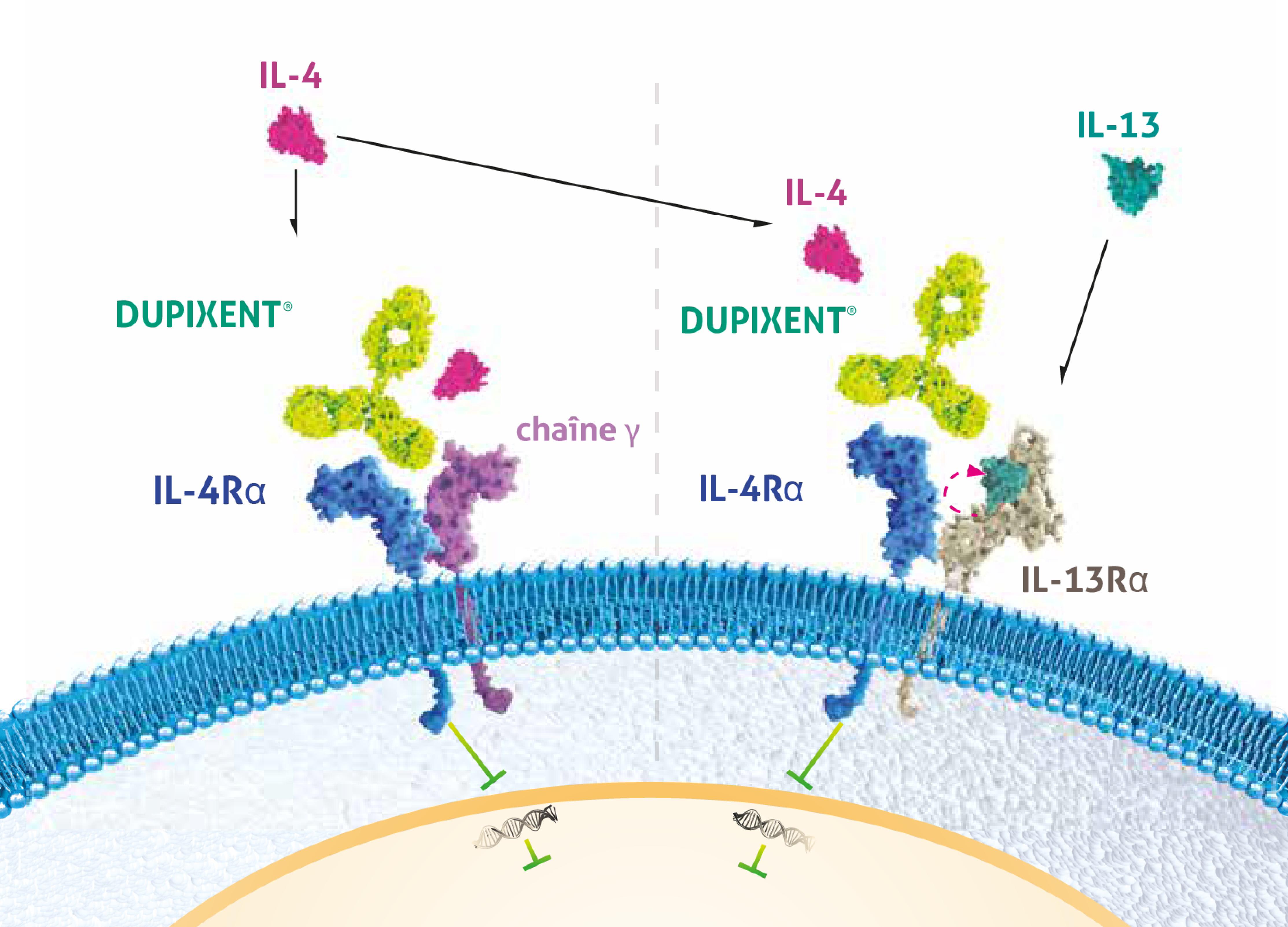 Mode d’action de DUPIXENT. L’image montre un récepteur de type 1 ayant les sous-unités IL-4R et γc et un récepteur de type 2 ayant les sous-unités IL-4R et IL-13R. L’anticorps monoclonal DUPIXENT est au-dessus des récepteurs. L’IL-4 apparaît au-dessus des deux types de récepteurs, et l’IL-13 apparaît au-dessus du récepteur de type 2. DUPIXENT inhibe la signalisation de l’IL-4 et de l’IL-13 en se liant à la sous-unité IL-4Rα commune aux complexes-récepteurs de l’IL-4 et de l’IL-13.